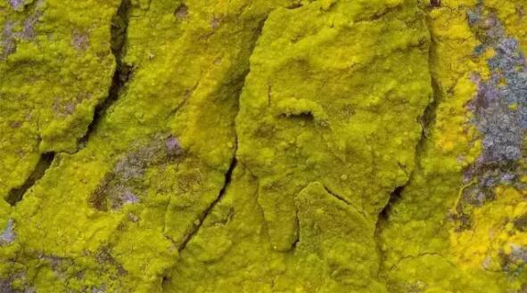 植物界的“混血儿”——地衣，植物界里非常特殊的一个群体