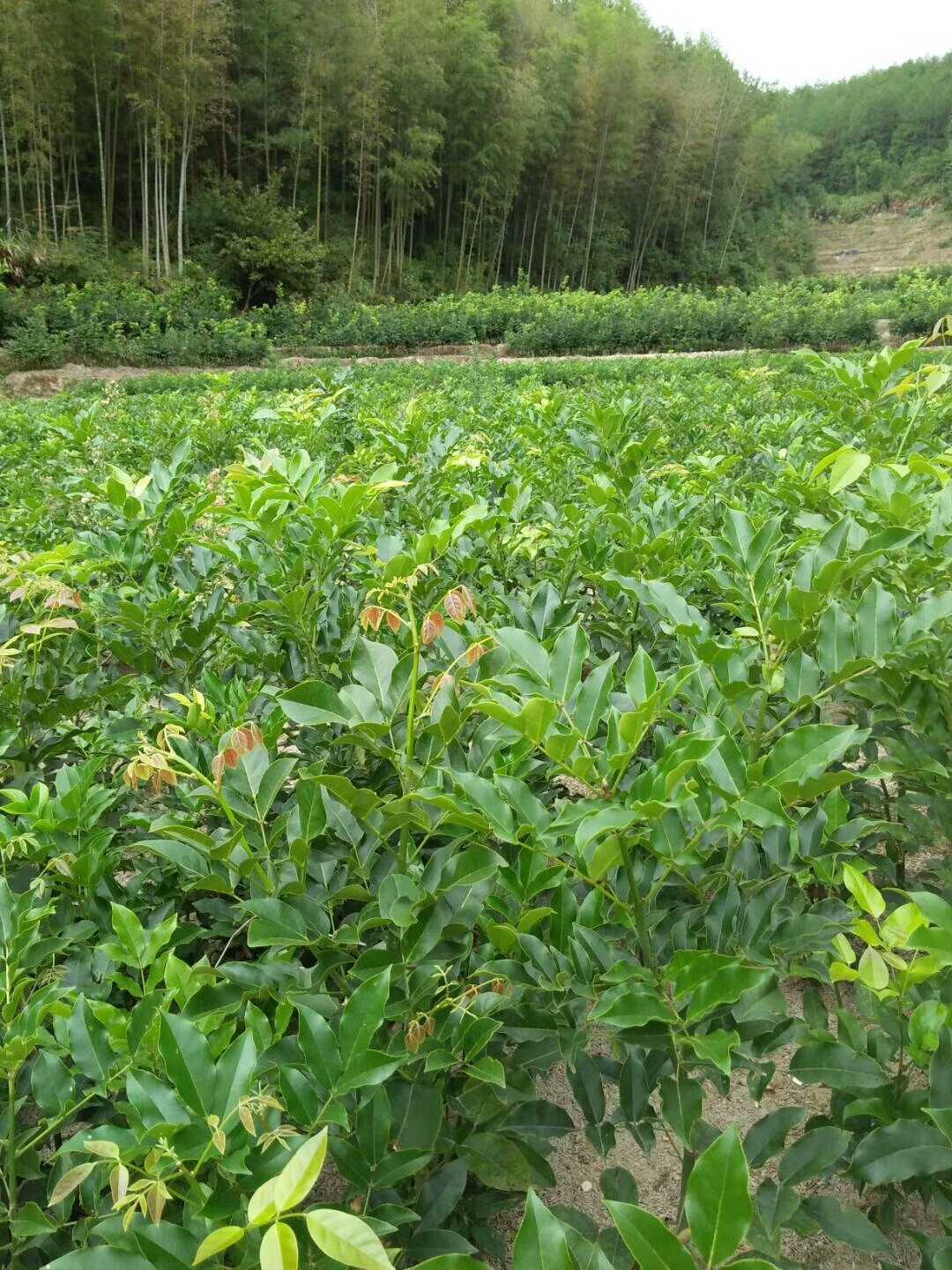 花梨木图片