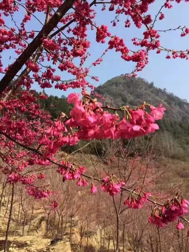 樱花图片