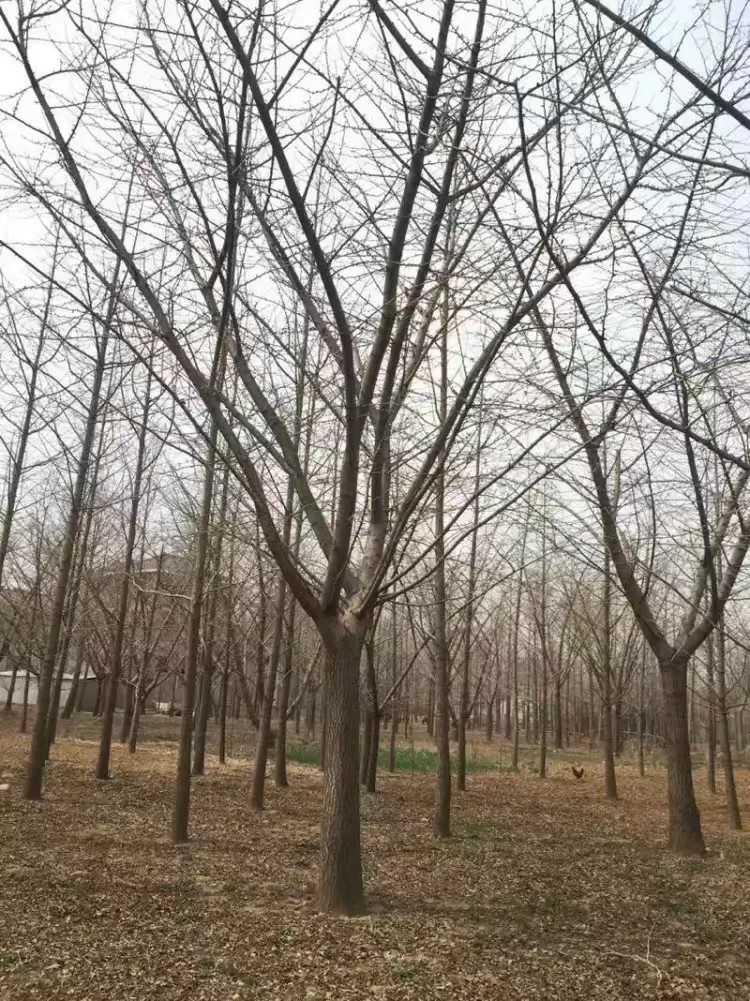 银杏图片