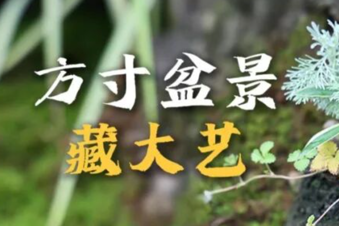 盆景造型师 | 用坚守与创新圈粉——方寸盆景藏大艺,职业热度挡不住