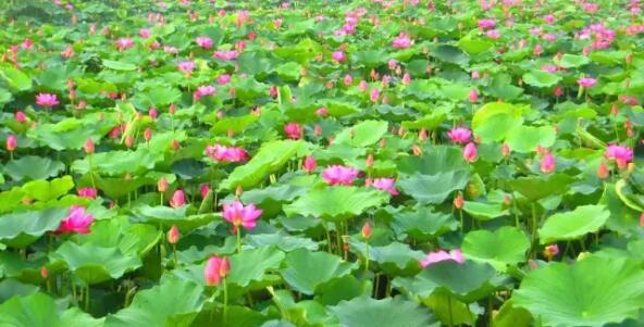 16种 · 园林常用水生植物分类