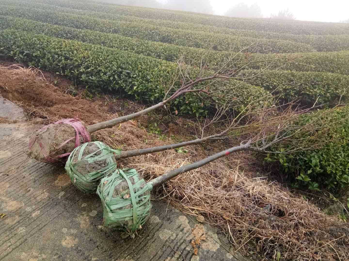 红枫图片