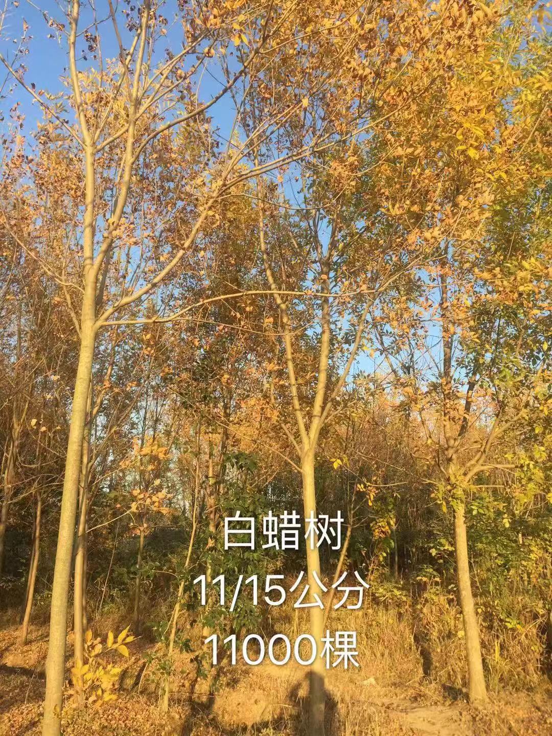 白蜡图片