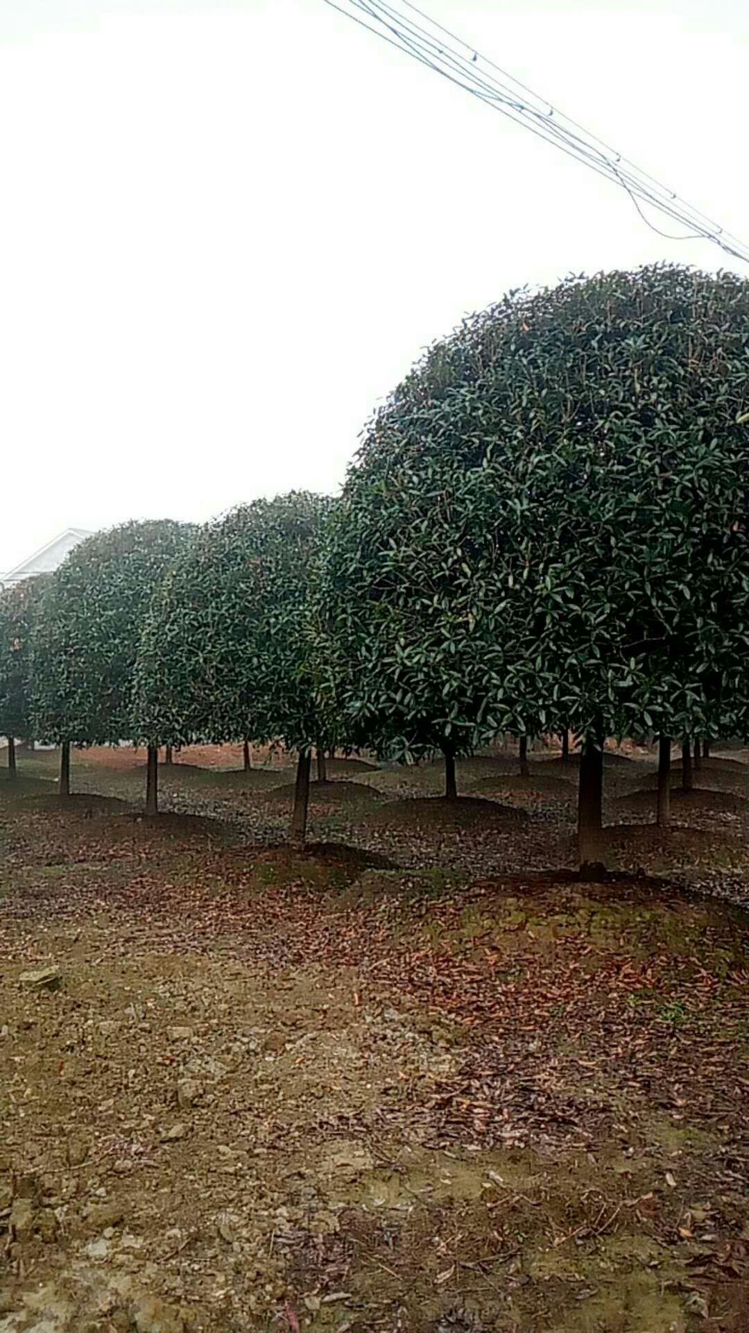 桂花图片