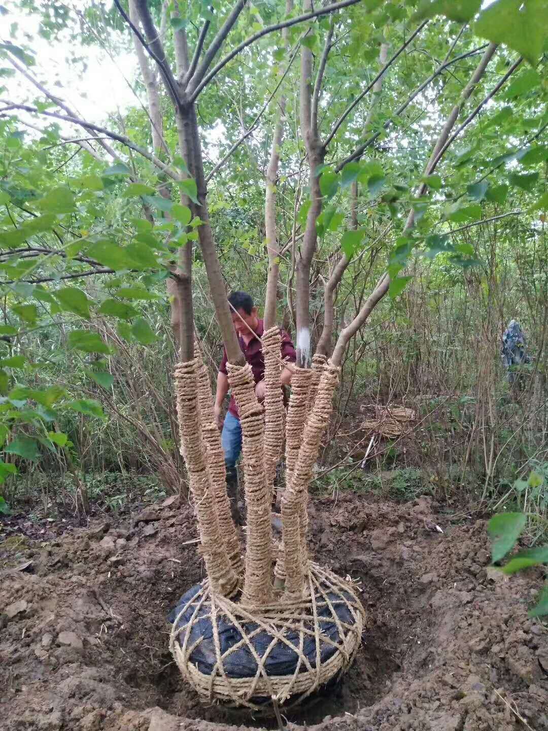 丛生乌桕图片