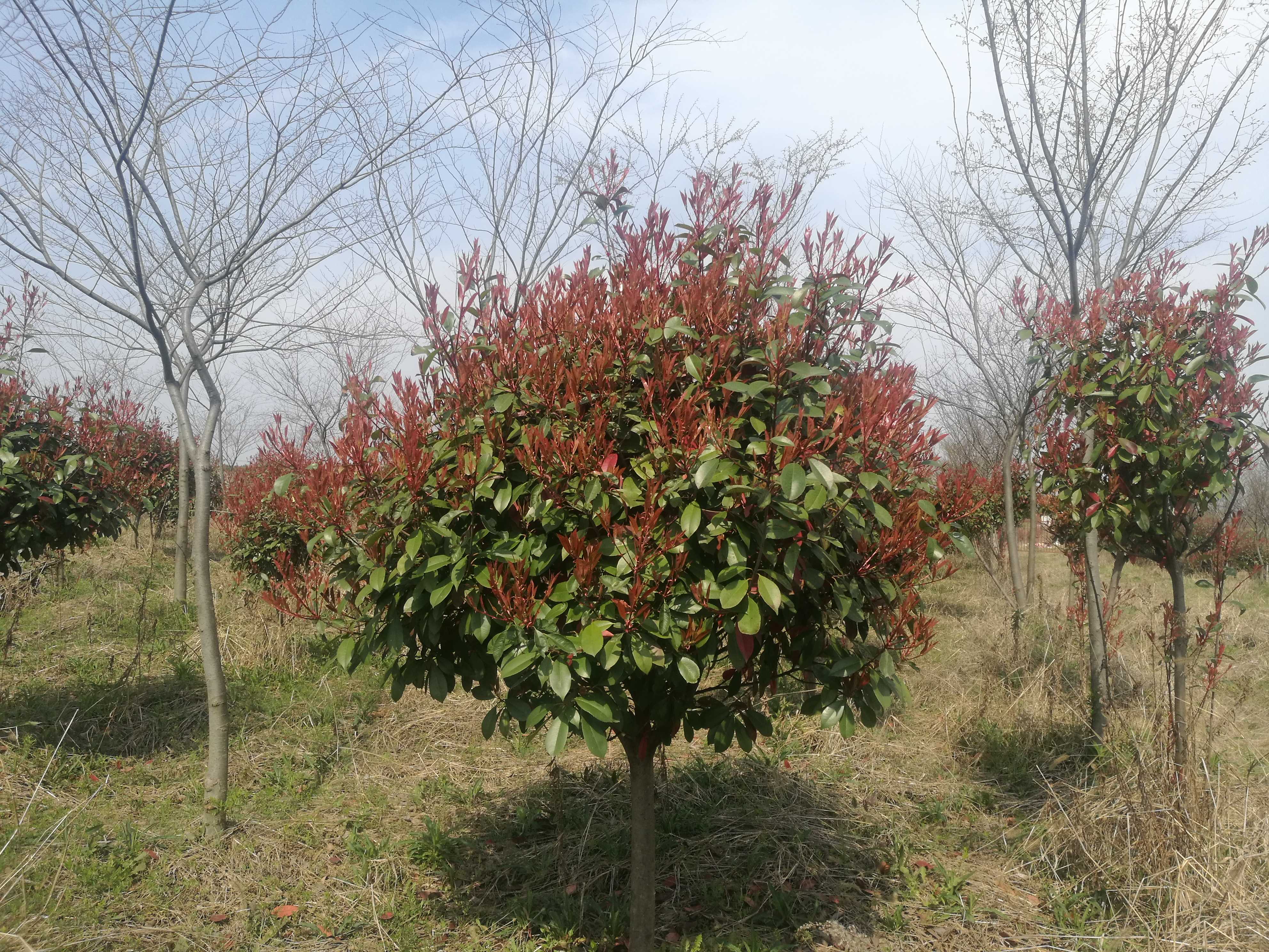 红叶石楠图片