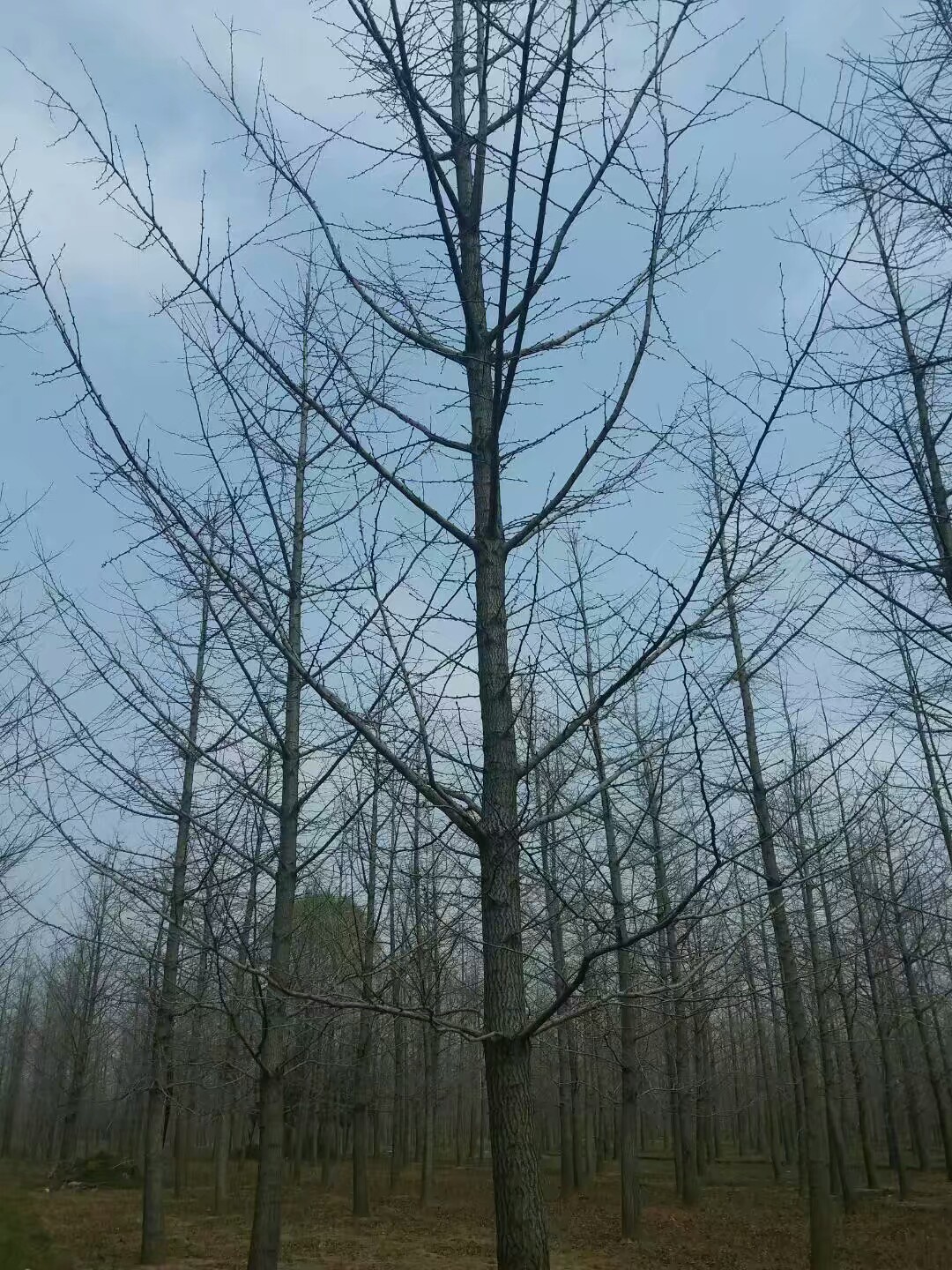 银杏图片