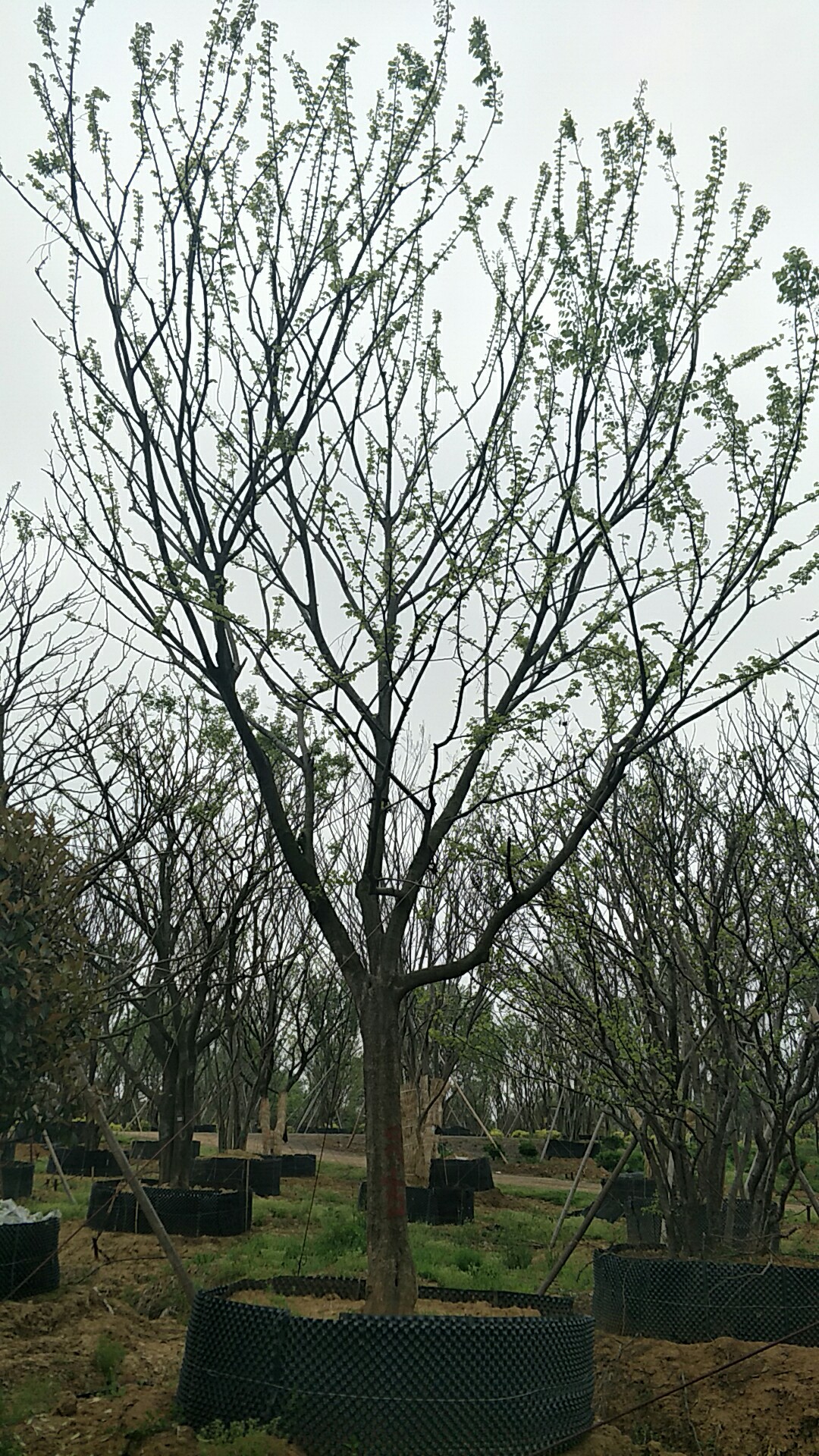 日本樱花图片