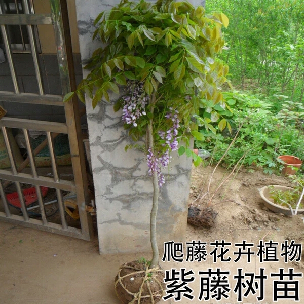 紫藤图片