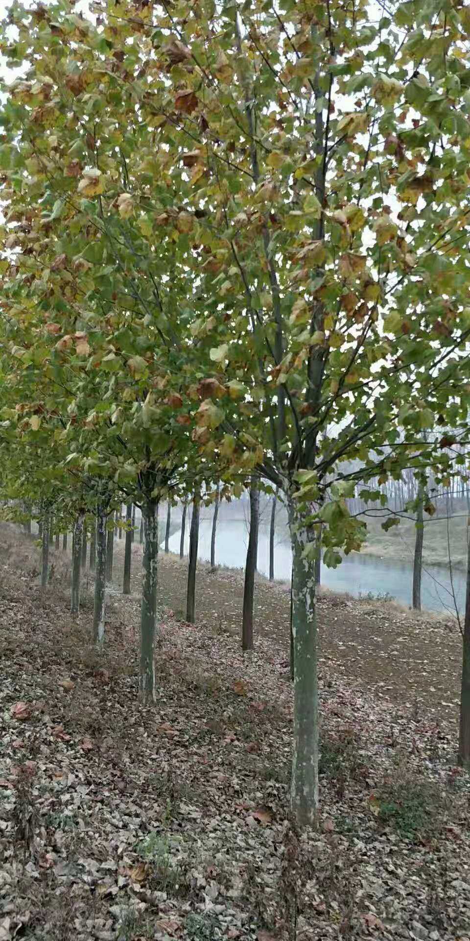 御鸿苗木图片