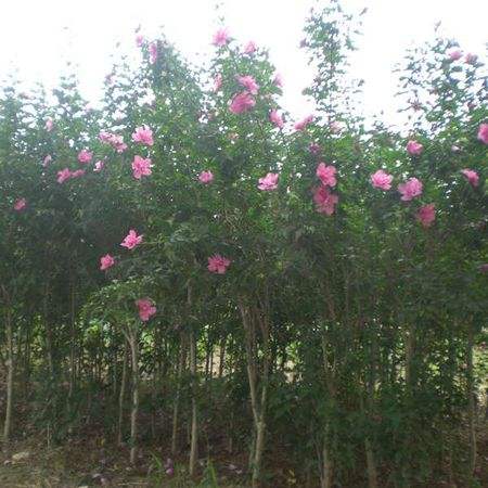 江苏省如皋花木生产基地