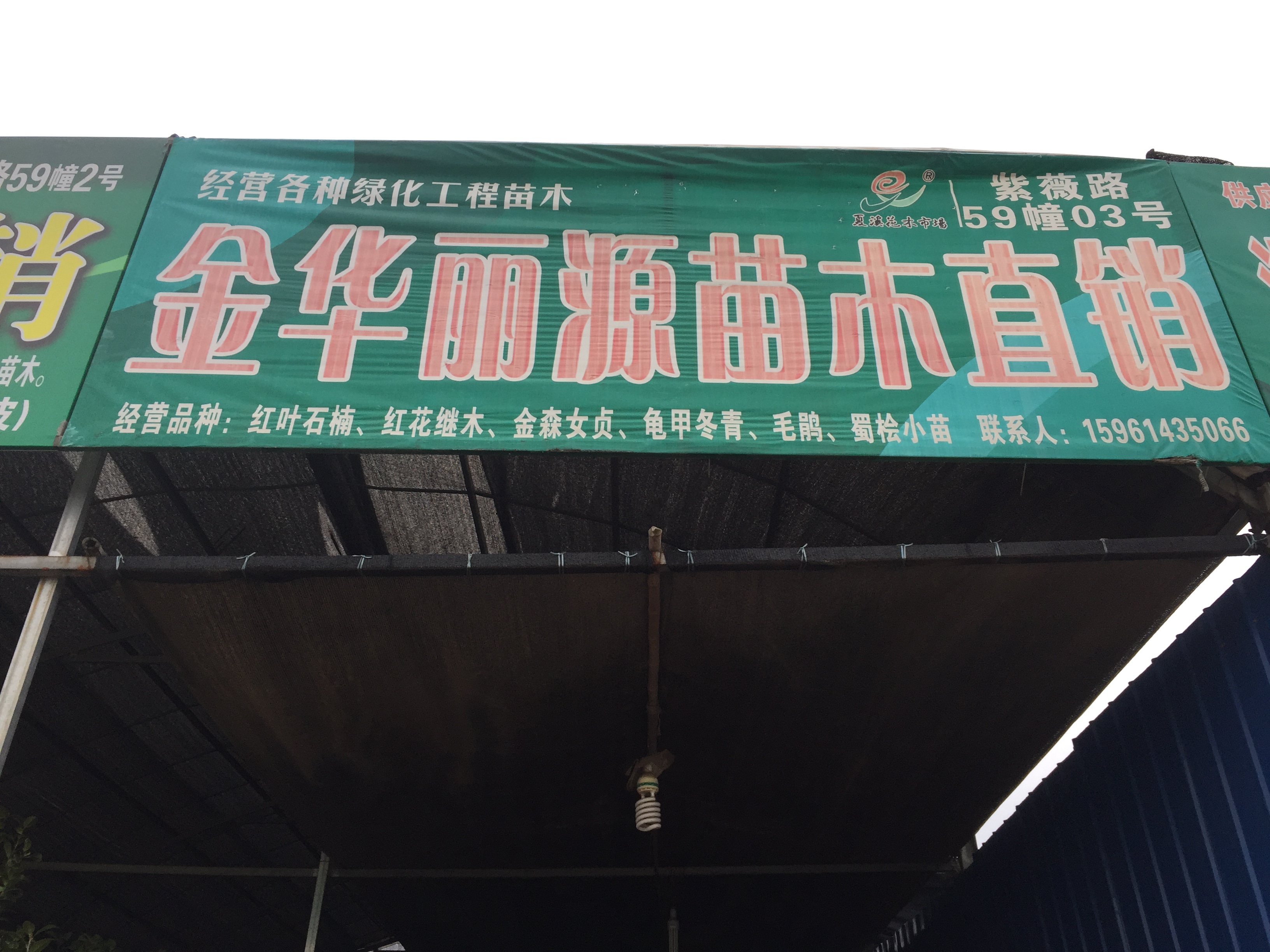 金华丽源苗木直销图片