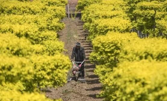苗木管理有八字秘诀“炼苗间苗修剪摘心”，了解间苗的一些方法和间苗的好处，领会了能减少损失
