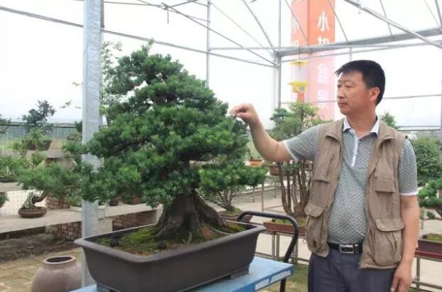 夏溪花木市场新进商户胡方传：在传承中学会与盆景对话