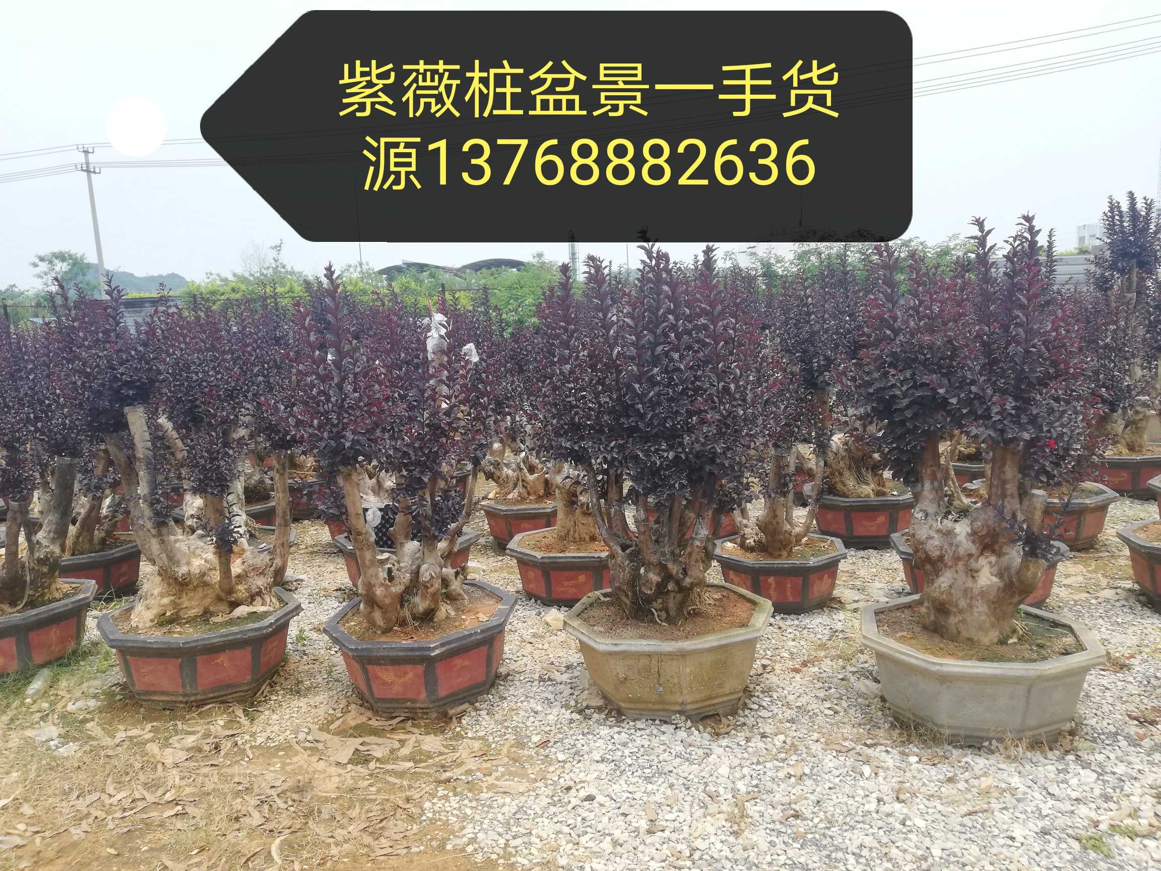 紫薇图片