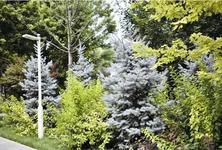 蓝杉喜光、耐旱、耐寒，栽植环境对其色彩呈现影响较大，如何为蓝杉选择合适的土壤？