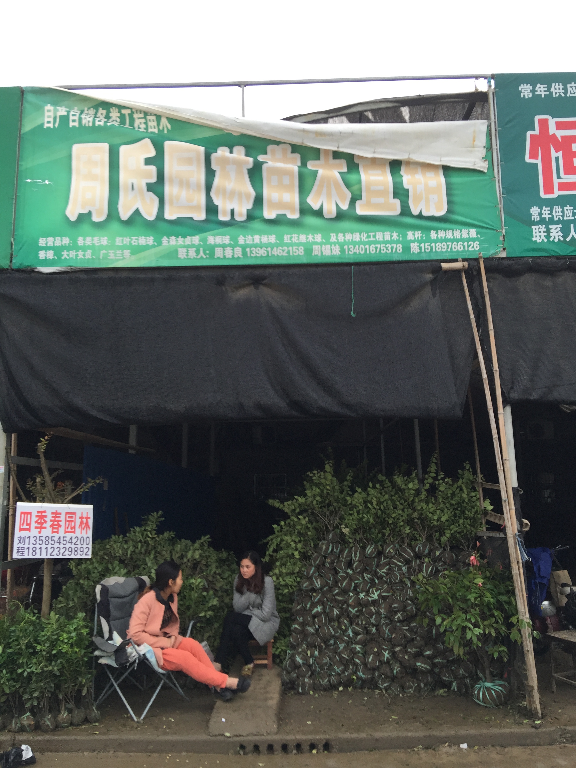 周氏园林苗木直销