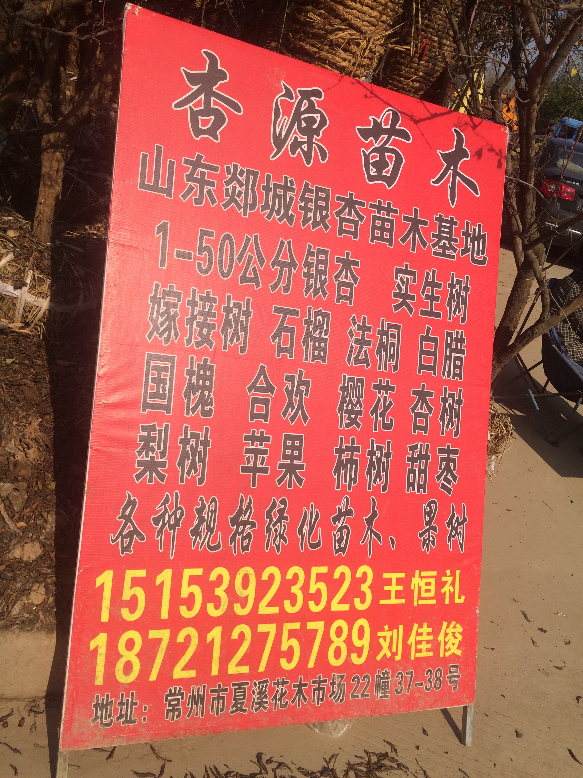 杏源苗木图片