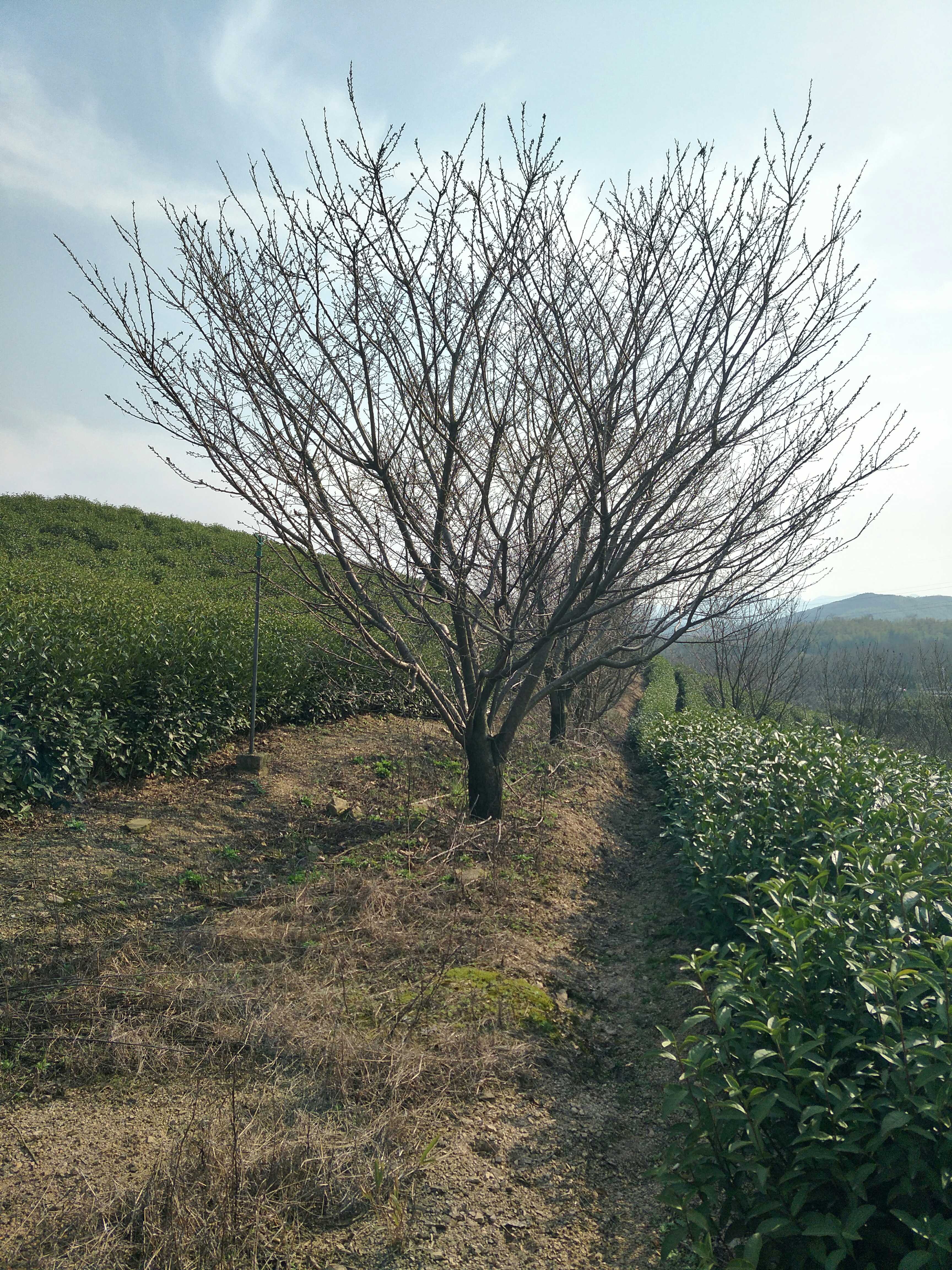 日本晚樱图片