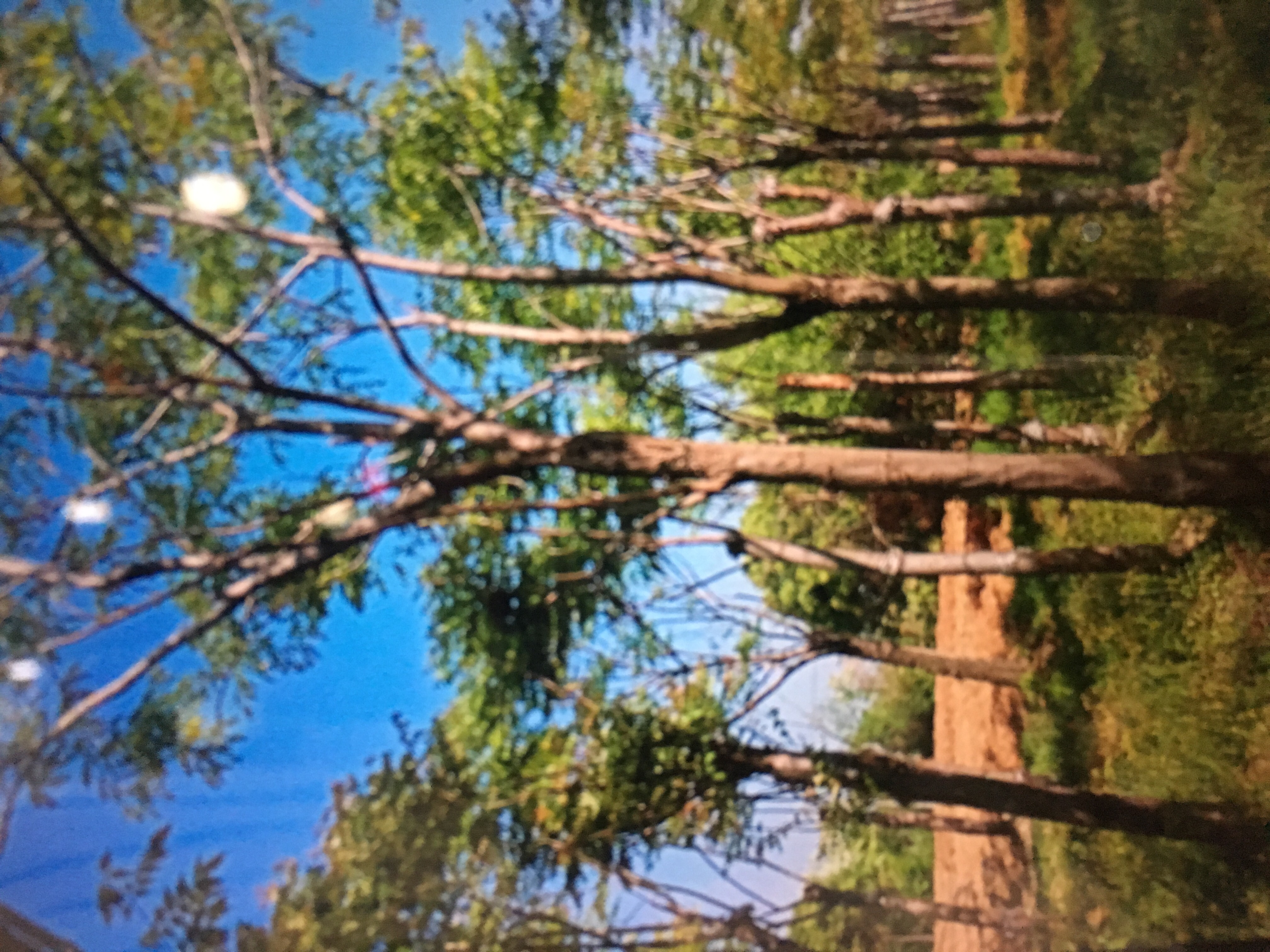 黄山栾树图片