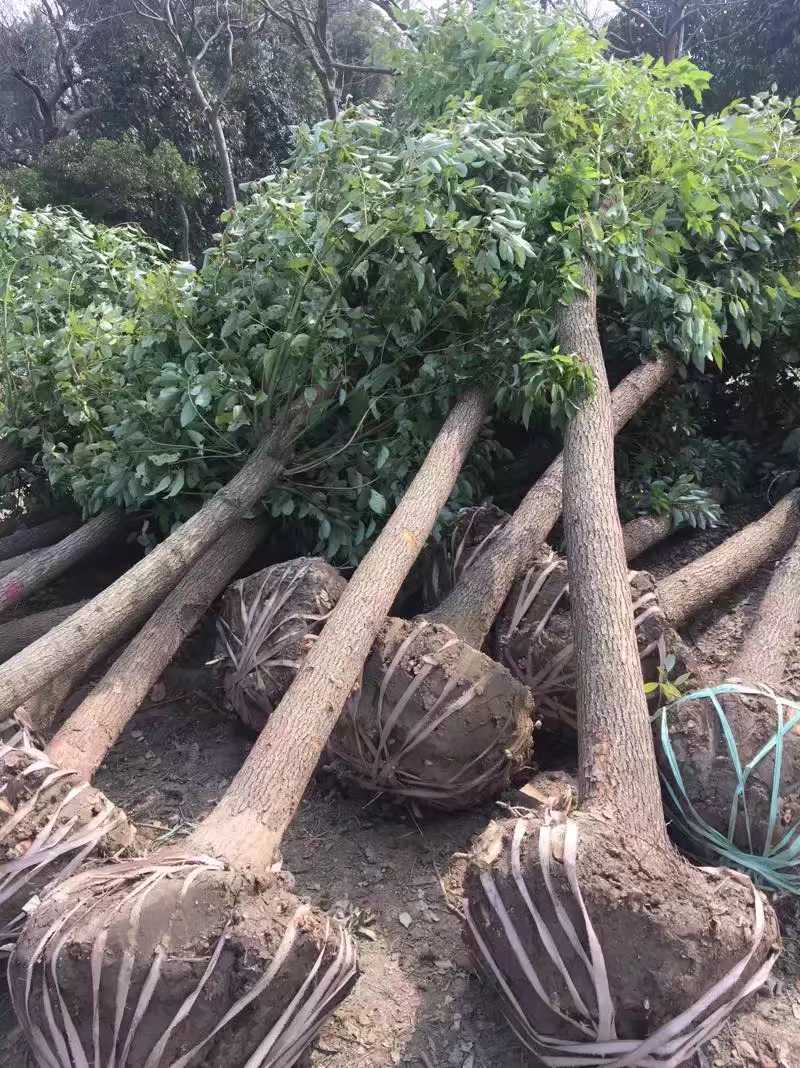 香樟图片