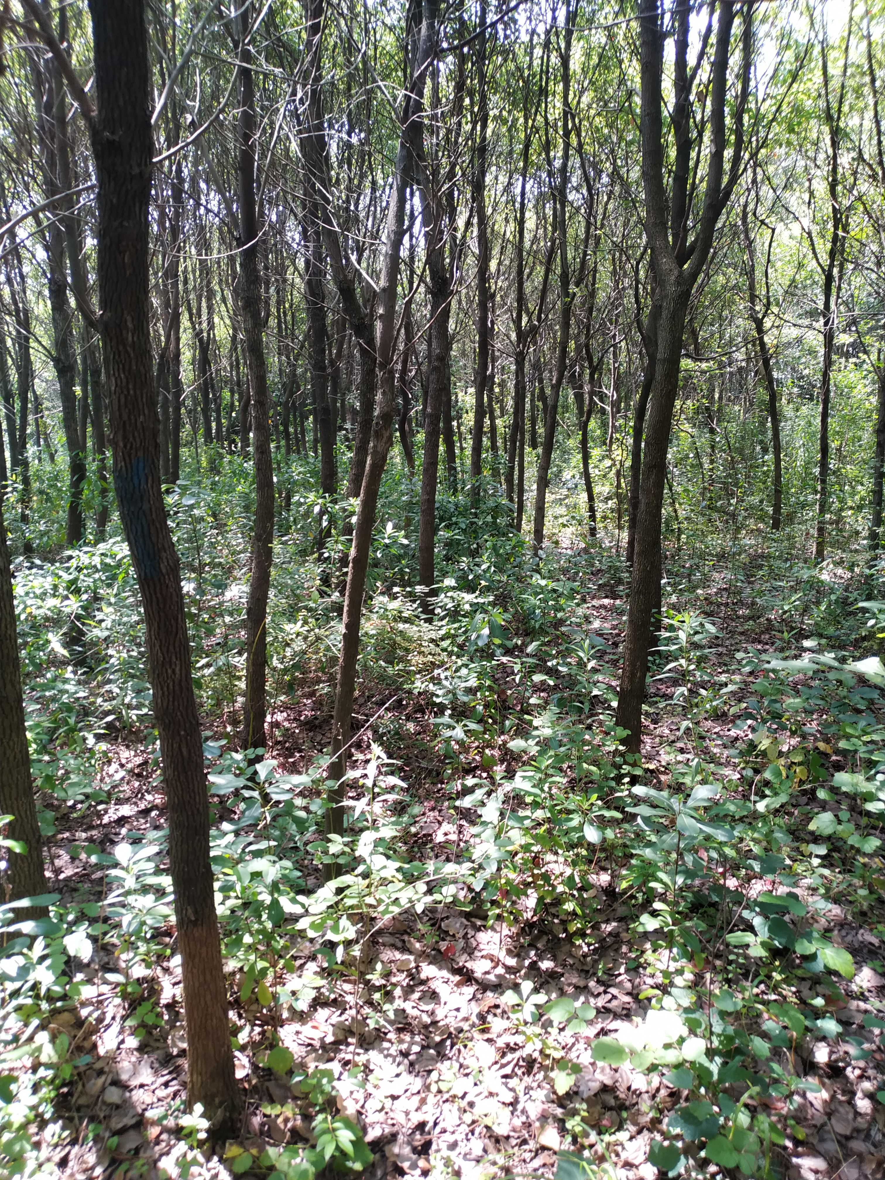 香樟图片