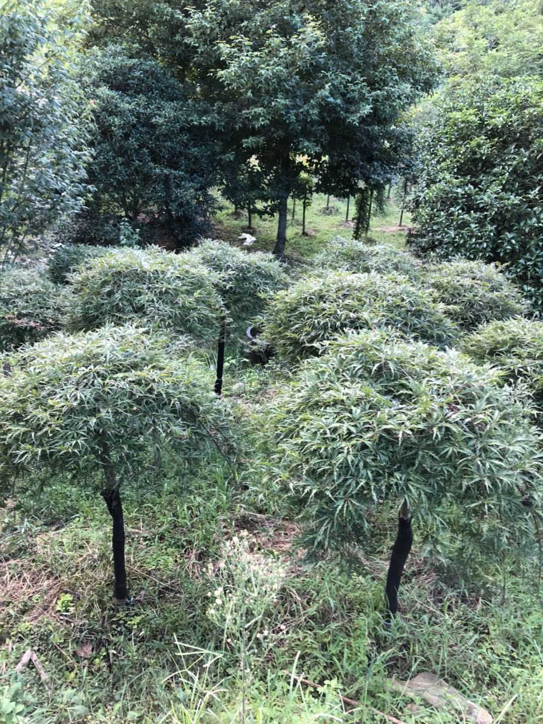 羽毛枫图片