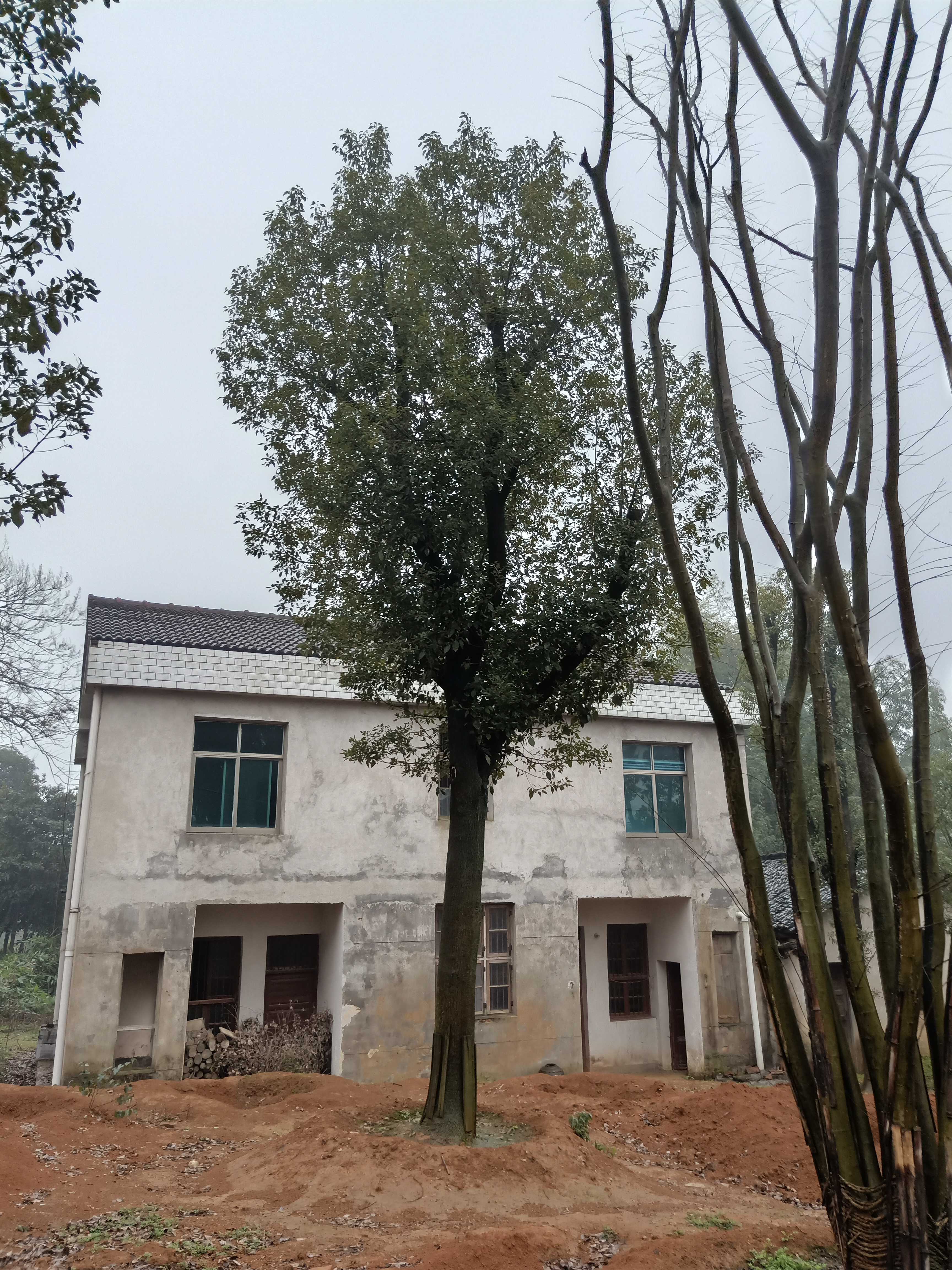 香樟图片