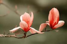 太神奇了，中国古典文学中的植物原来那么美！