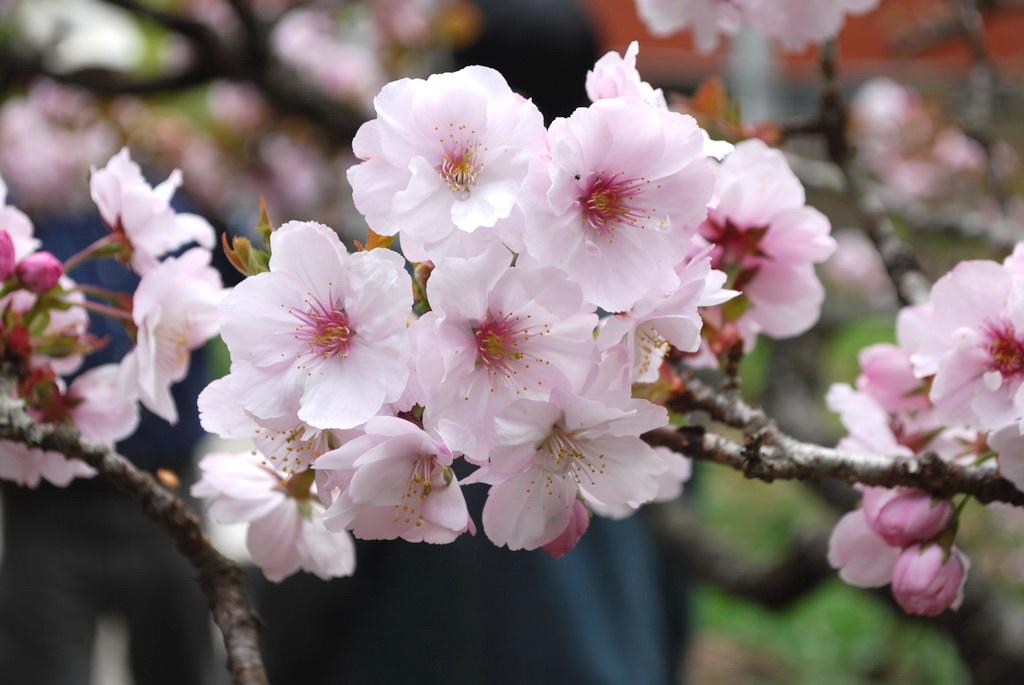 东京樱花图片