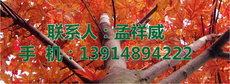 邳州市威盛苗木种植专业合作社图片