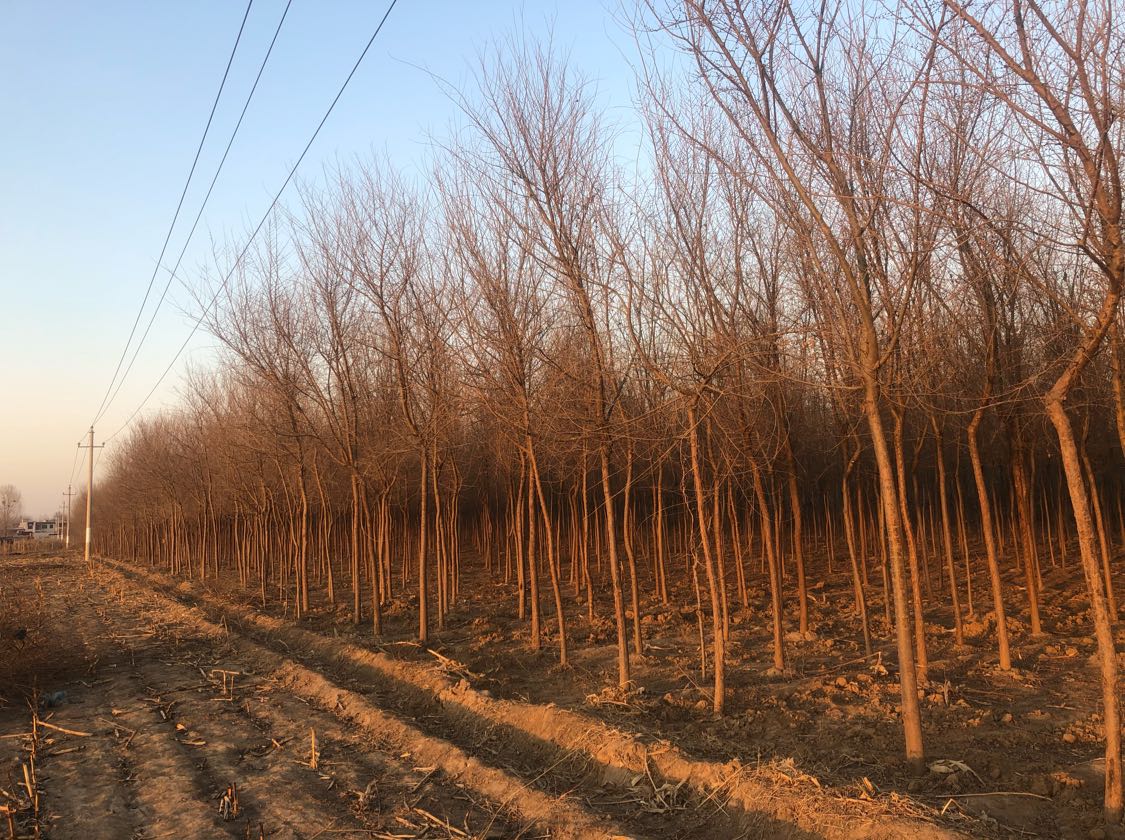 榆树图片