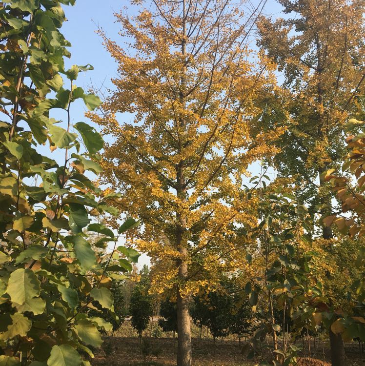 银杏图片