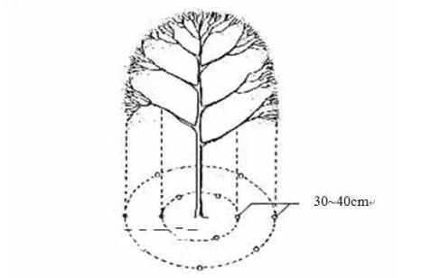 乔木、灌木、藤本植物养护技术规范！