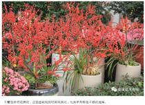 春节前推荐入手的8款年宵花卉，尽在夏溪花木市场