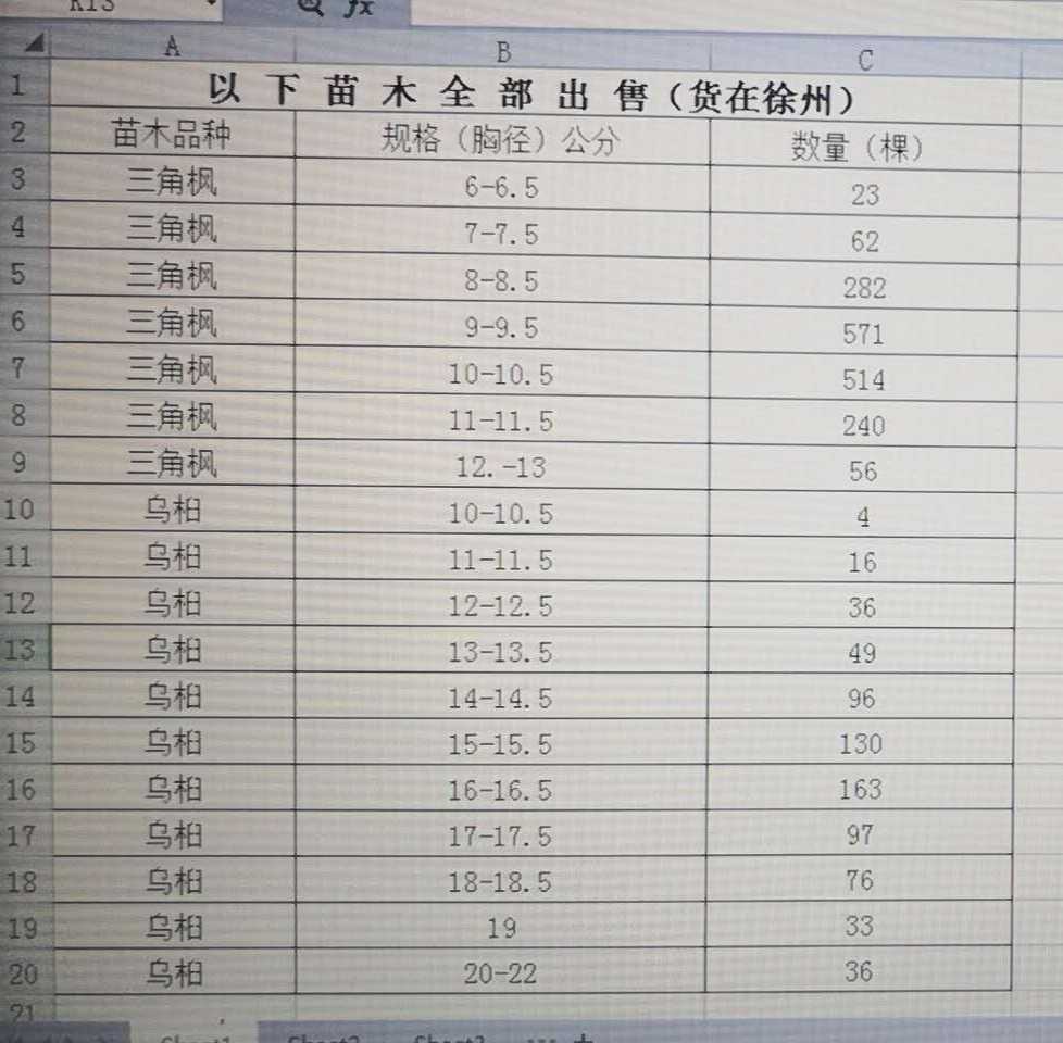 乌桕图片