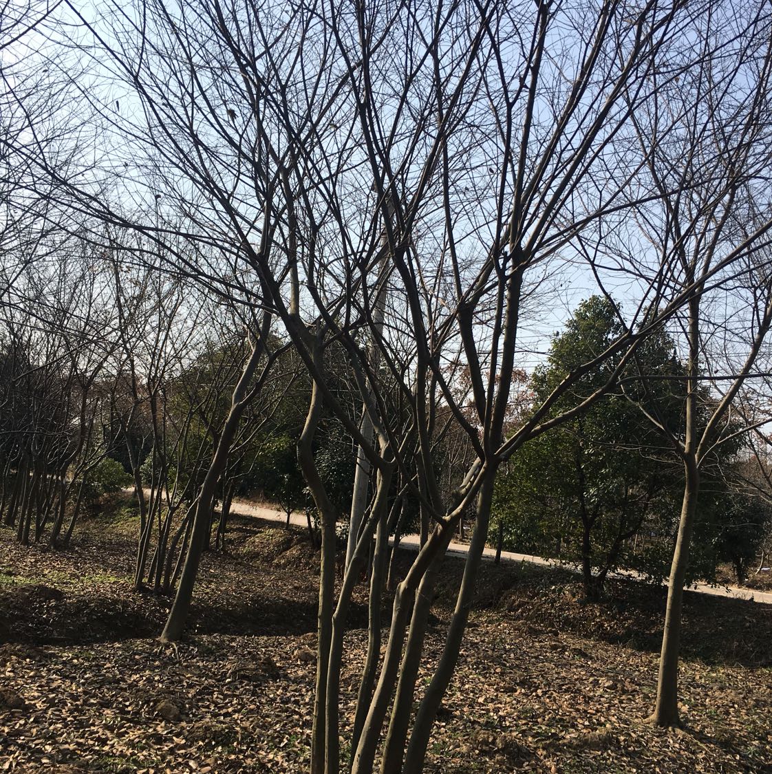 丛生朴树图片