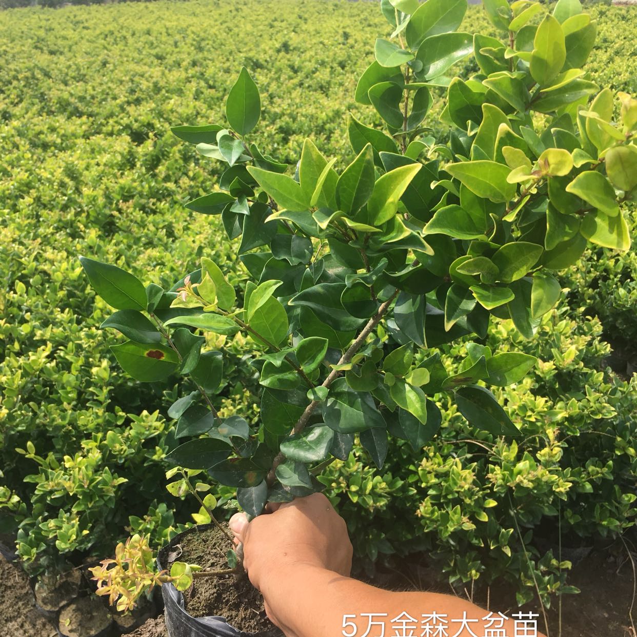 金森女贞图片