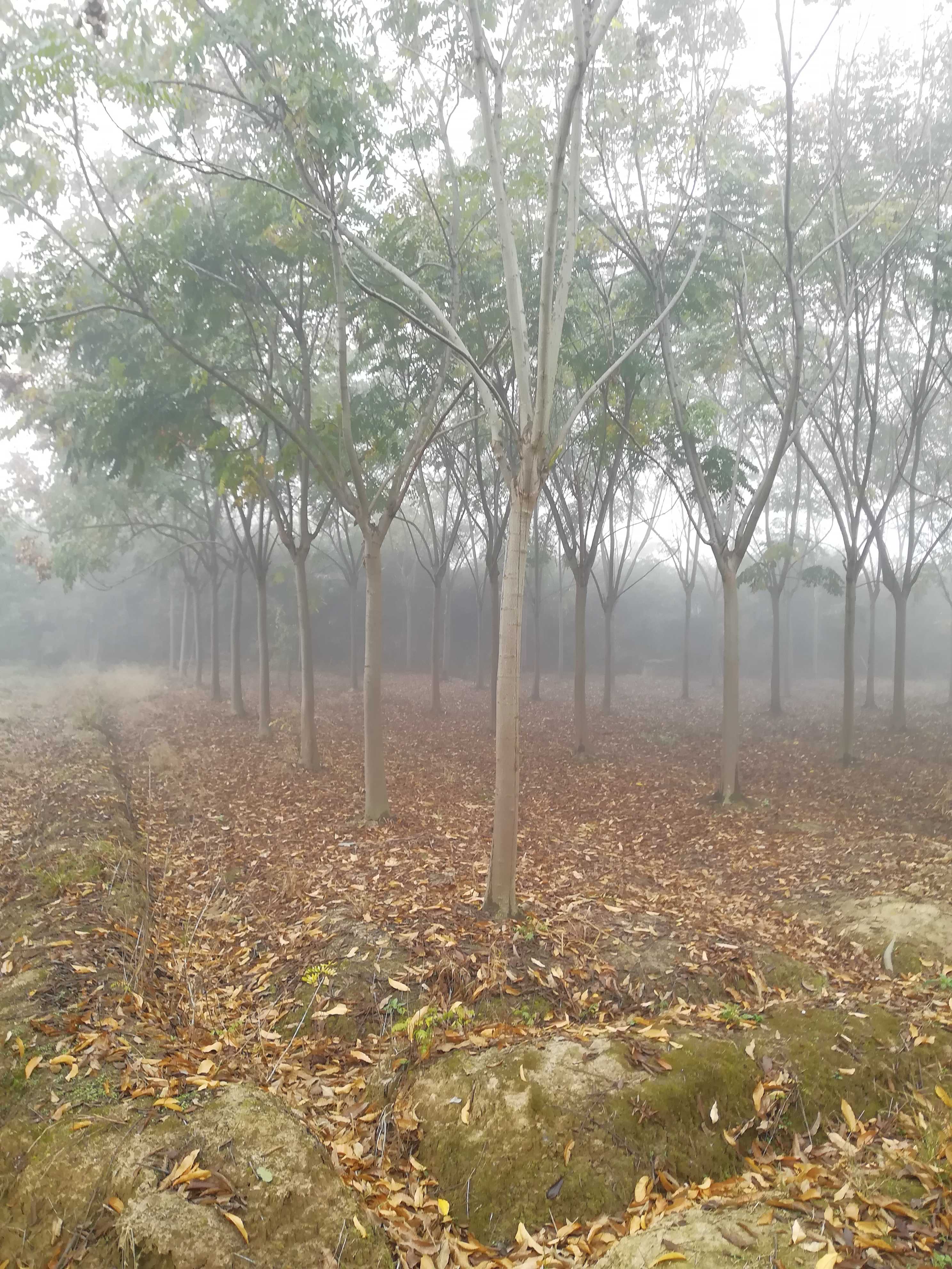 黄山栾树图片