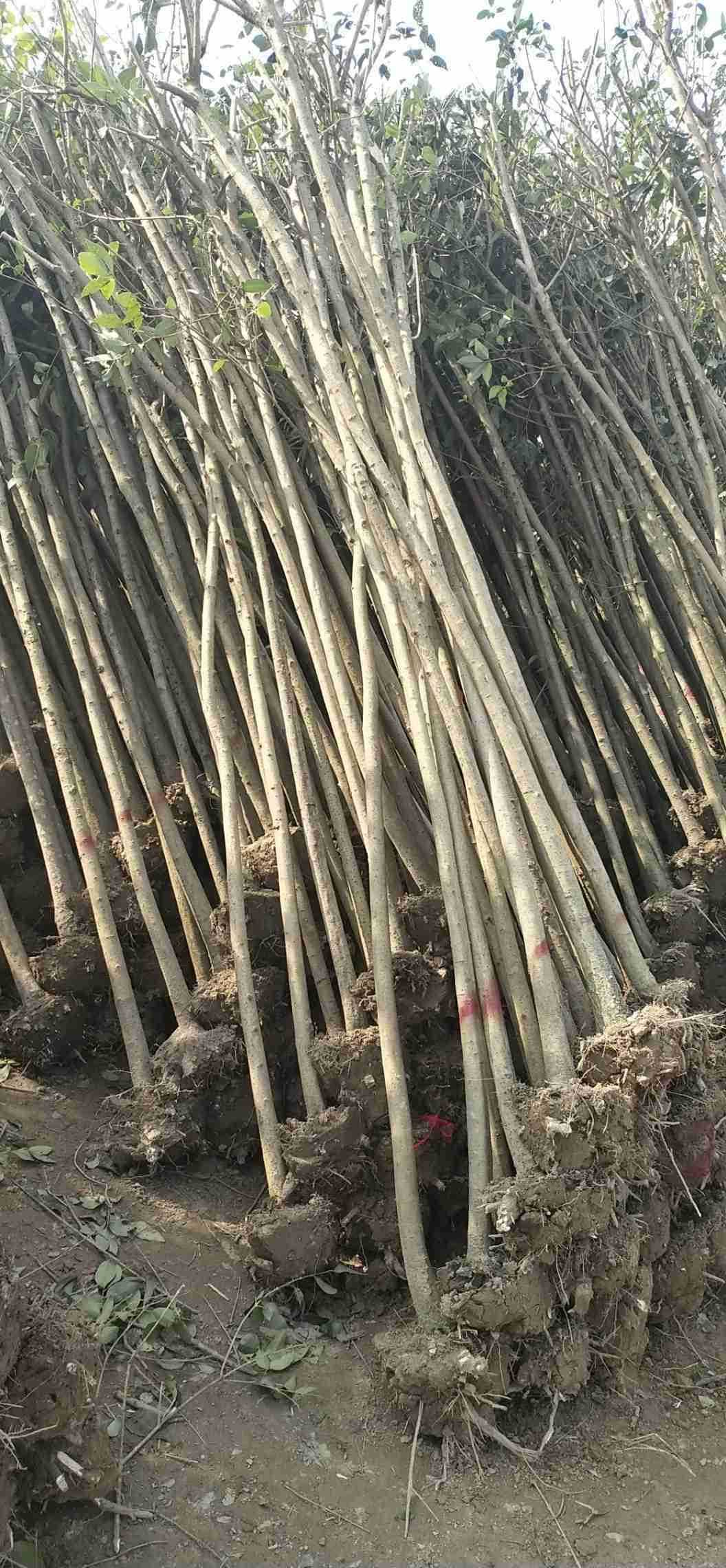 大叶女贞图片