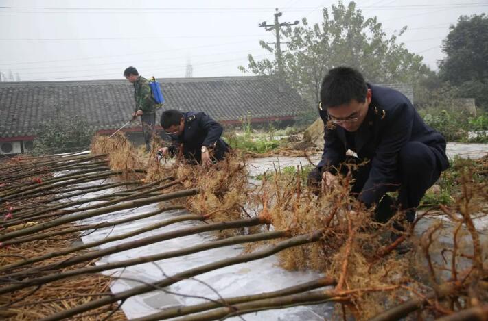 林草种子、苗木引进新规即将实施，相关规定将于2020年1月1日起执行