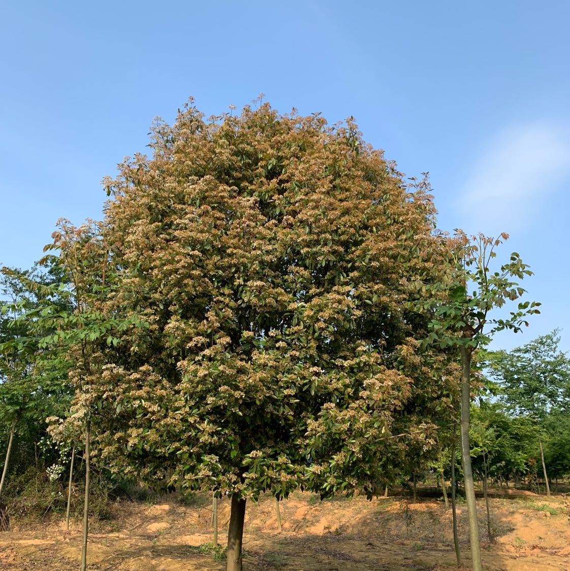 句容大涛苗木种植园图片