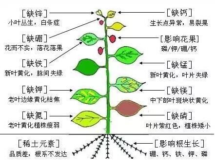 值得收藏：超详细的植物病害分类，全面的配方用药