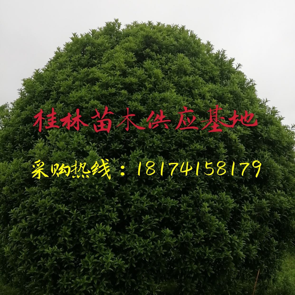 广西桂林环程绿化苗场图片