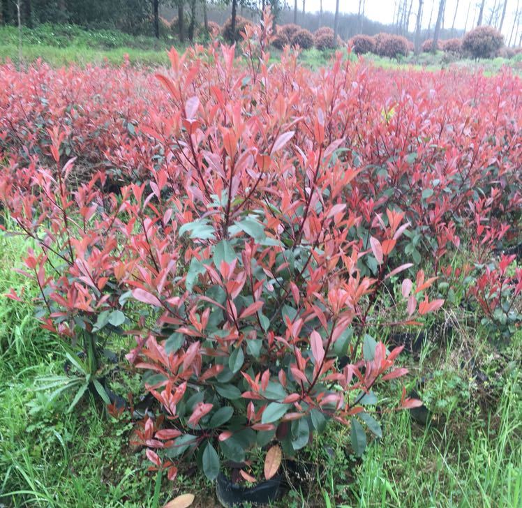 晨林苗圃图片