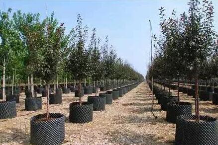园林工程中秋季栽植树木的成活率不高，秋季苗木栽植管养“五不宜”总结！