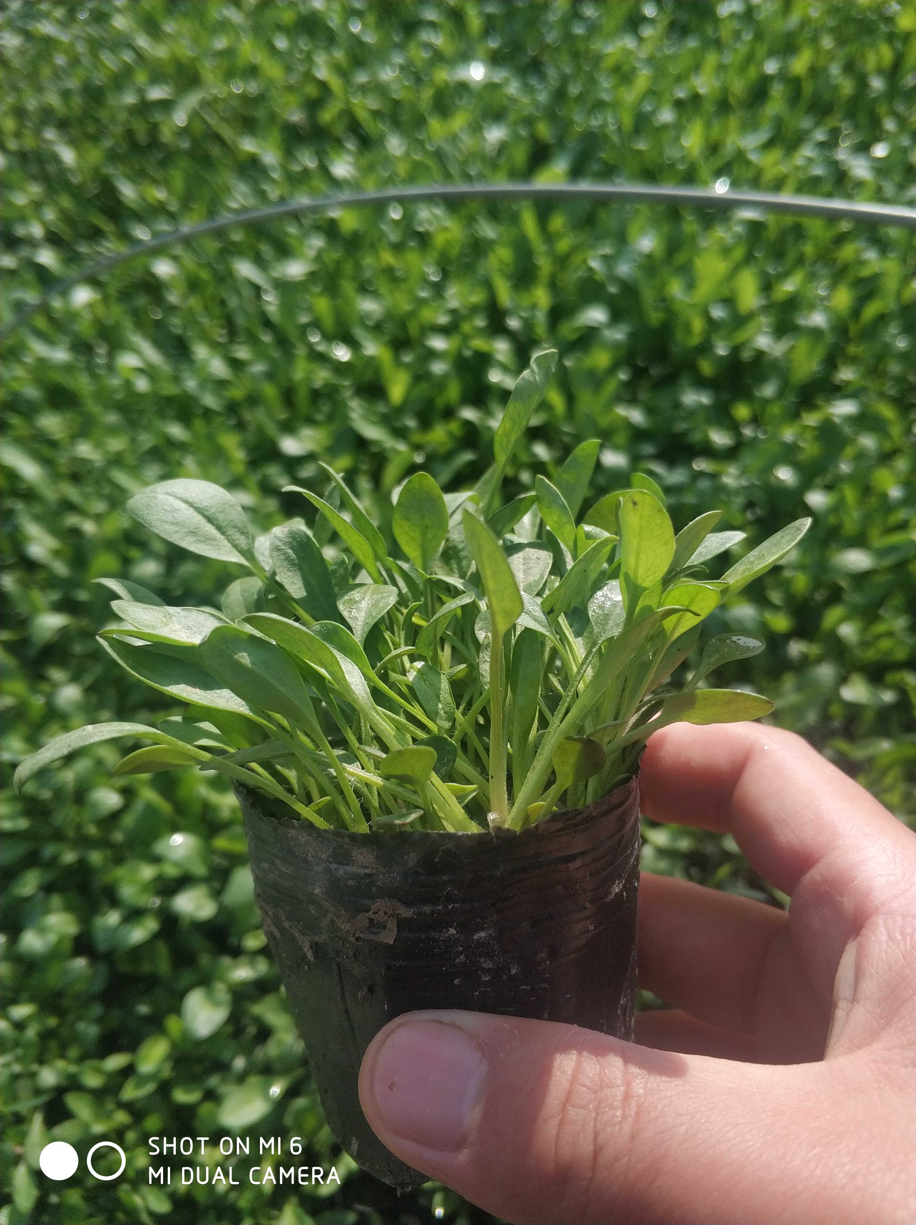 金鸡菊图片