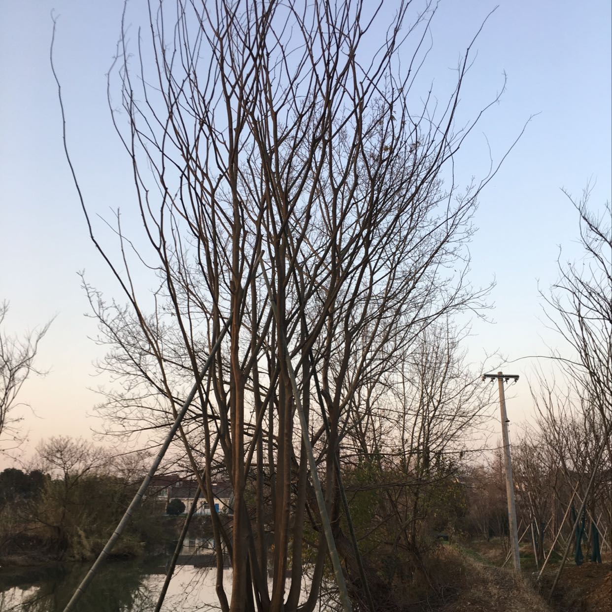 丛生朴树图片