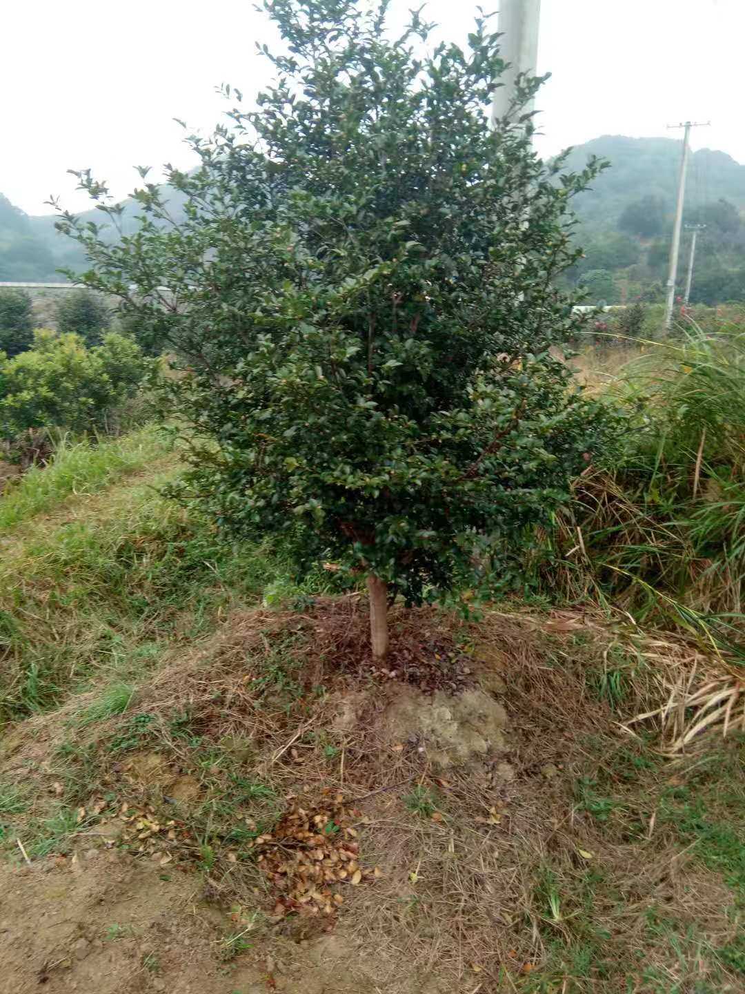 茶梅图片